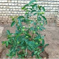 پیش فروش نهال گردو ژنوتیپ برتر اغاز میکند|خدمات باغبانی و درختکاری|شیراز, نیایش|دیوار