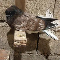 کبوتر سرو کله دار|پرنده|آق قلا, |دیوار
