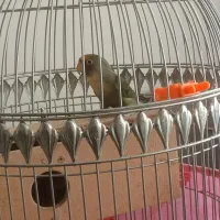 یک جفت کوتوله