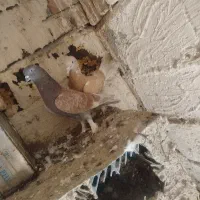 کبوتر ترکیه و دمیری ماده