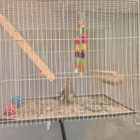 عروس هلندی سیامون