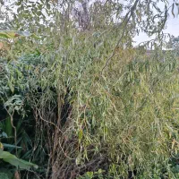 درخت بید مجنون فردار گلدان زده