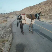 الاغ|حیوانات مزرعه|بولی, |دیوار