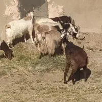 40تا بز با 4تانربز|حیوانات مزرعه|سبزوار, رباط|دیوار