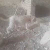 سگ پاپی ماده|سگ|شیراز, دارالرحمه|دیوار