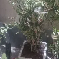 گل بلند و بزرگ