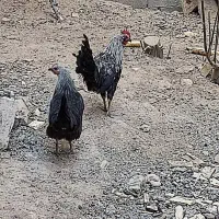 مرغ بومی|حیوانات مزرعه|لردگان, |دیوار