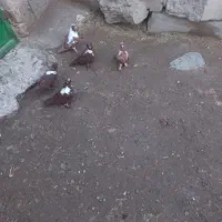 پنج عدد ککیلی بالا