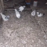 سپه|پرنده|اردبیل, |دیوار