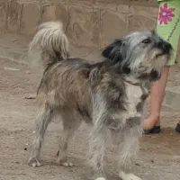 پاکوتابازی گوش معاوضه باکبوتر