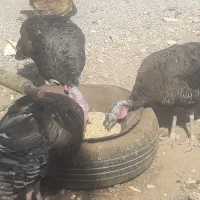 دوعدد بوقلمون نر برنزه پنج عدد بوقلمون ماده|حیوانات مزرعه|قیدار, |دیوار