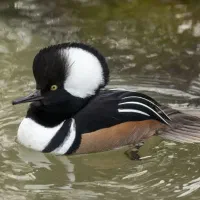 جوجه ماندارین ۱۴ روزه