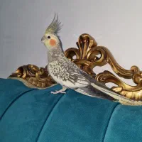 طوطی عروس گلباقالی