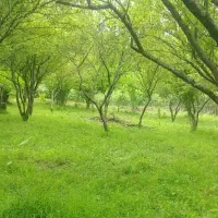 زمین کوه پایه ای با سند ثبتی ۱۸۸۵متری با ویو عالی
