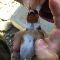 دو عدد سهره کراواتی