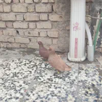 کبوتر کفتر سرخ زرد سبز شامی