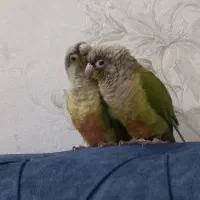 پرنده گرینچگ|حیوانات|قم, ولیعصر|دیوار