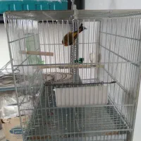 سهره قناری لرخون