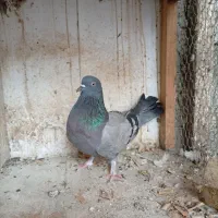 کبوتر غریب کشی