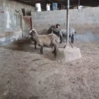 چهار راس میش فروشی سالم