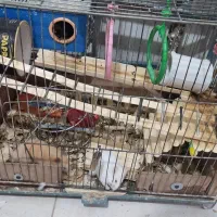 دوعددهمستر|موش و خرگوش|کرمان, |دیوار