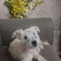 فروش سگ پودل