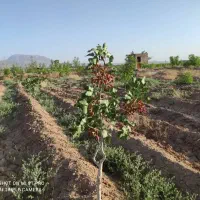 فردش آب و زمین کشاورزی چاه موسوی اول|فروش زمین و ملک کلنگی|خوسف, |دیوار