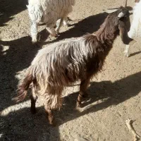 گوسفند|حیوانات مزرعه|سیب و سوران, |دیوار