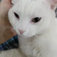 گربه سفید بفروش میرسد