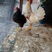 مرغ  تخمگذار.خروس  سفید محلی برا فروش با قیمت