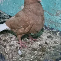 سرور کاکل و اشعل زرد درجه یک|پرنده|خرمشهر, |دیوار