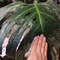 مانسترا غول پیکر|گل و گیاه طبیعی|ارومیه, |دیوار