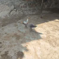 غاز
