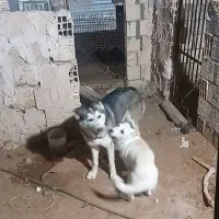 واگذار سگ پا کوتا