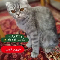 واگذاری گربه بریتیش اسکاتیش