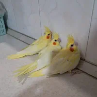 جوجه عروس هلندی لوتینو زعفرانی سرلاکی و دستی|پرنده|کرج, شهرک ولیعصر|دیوار