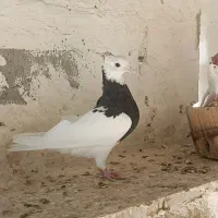 کبوتر|پرنده|کرخه, |دیوار