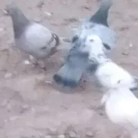 کفتر|پرنده|آبیک, |دیوار