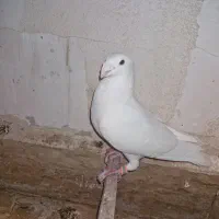 کبوتر هومر یا کله اسبی|پرنده|پرند, فاز ۴|دیوار