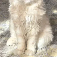 واگذاری گربه پرشین