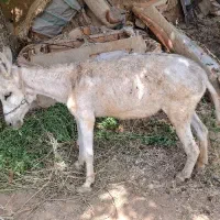 الاغ ماده