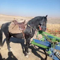 فروش اسب کردی