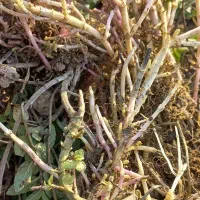 ریشه نعنا فلفلی|گل و گیاه طبیعی|صالح آباد (ایلام), |دیوار