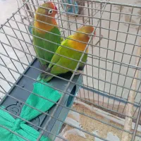 کوتوله قیمت مناسب