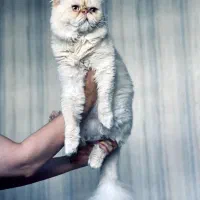 گربه پرشین سوپر فلت واکسناسیون شده|گربه|رشت, رودبارتان|دیوار