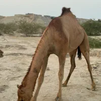 شتر|حیوانات مزرعه|قشم, |دیوار