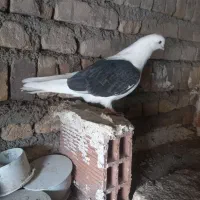 جوجه کفتر پشتار