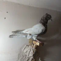 گمشده آزادشهر