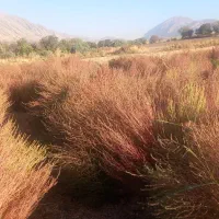 جارو|لوازم نظافت|اسلام‌‌آباد غرب, |دیوار