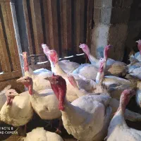 بوقلمون گوشتی